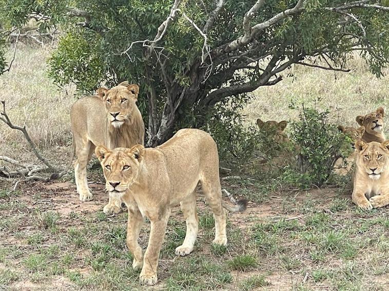فندق The Wild Olive Tree Camp Welverdiend  المظهر الخارجي الصورة